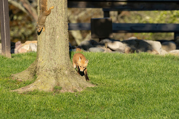 Red fox kits are spotted leaving their den