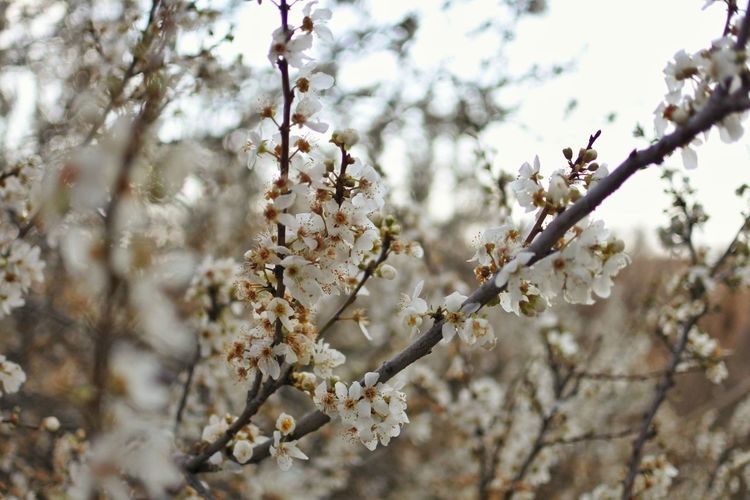 Close-up of apple blossoms in spring