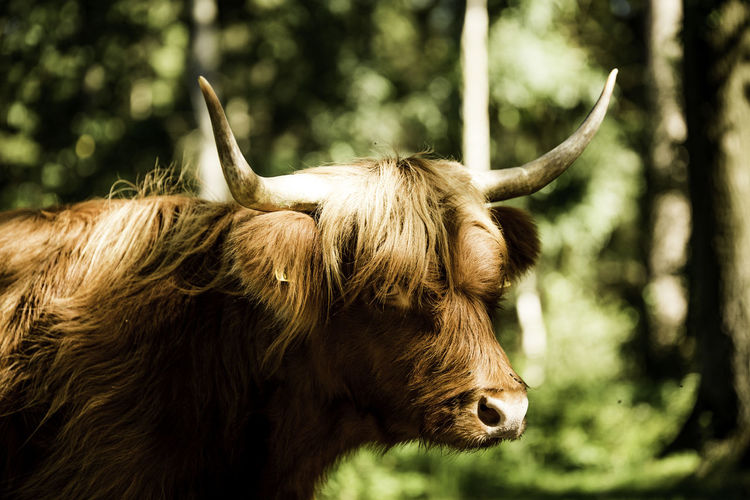 Close-up of cow