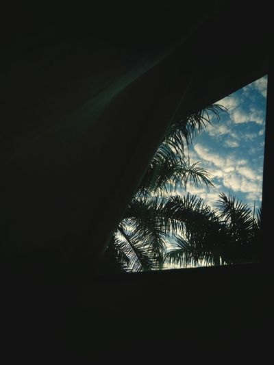 Silhouette of palm trees against sky