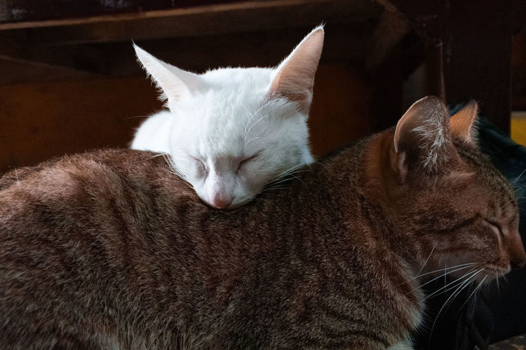 Cat resting on another cat's back