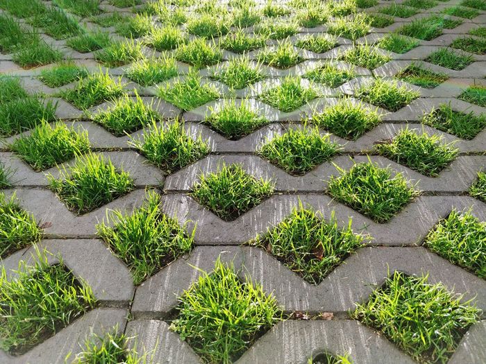 High angle view of grass growing on concrete