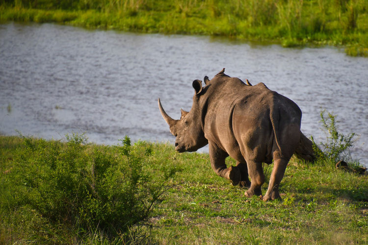 Rhinocerous standing in a green field with a river in the background.