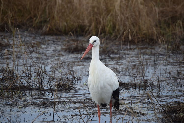 White stork on a lake