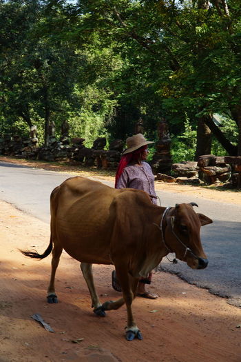 Woman standing by cow walking on footpath
