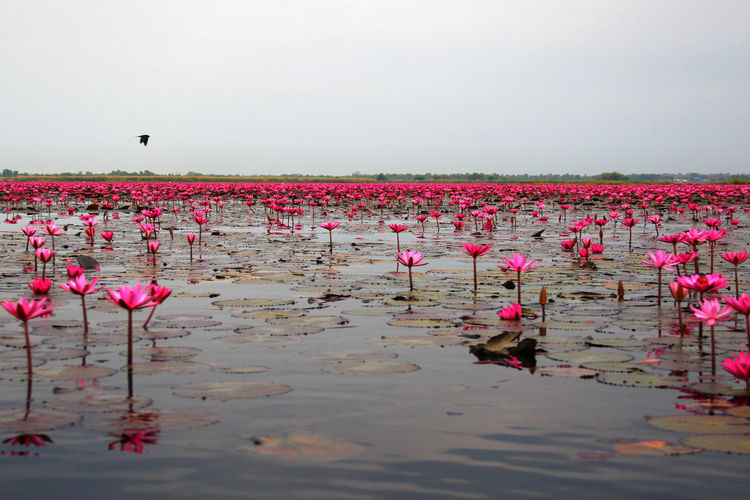 Pink flowers floating on water against lake