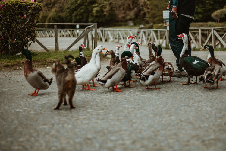 Low section of man standing by ducks on walkway