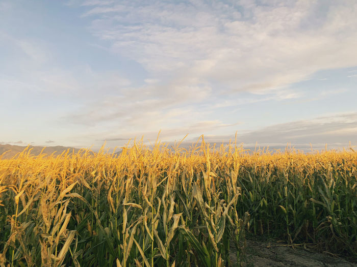 Crops growing on field against sky