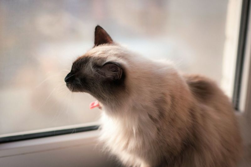 Cat looking away