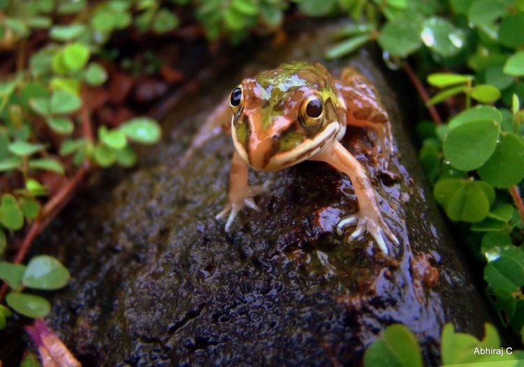 Close-up of slimy frog on wet rock