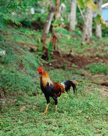 Close-up of a rooster on land