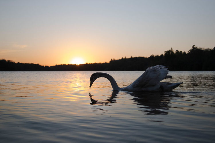 Swan swimming in lake against sky during sunset