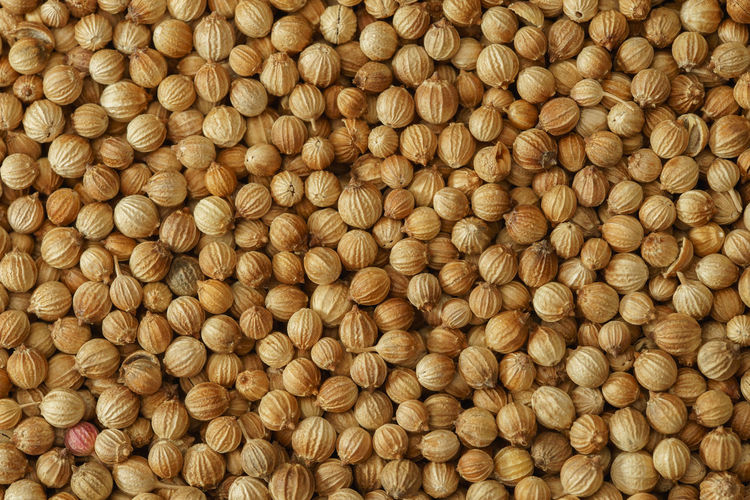 Coriander cilantro seeds close-up