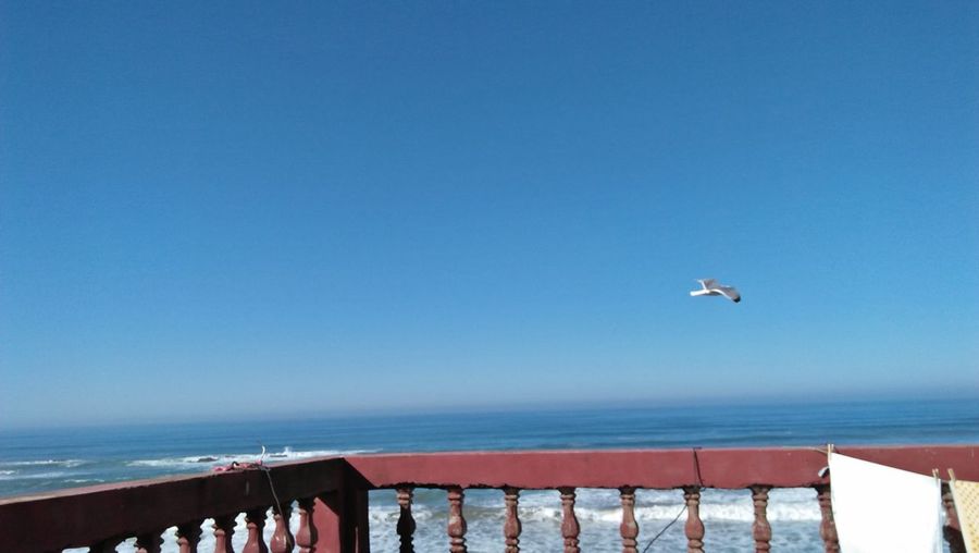 Seagull flying over sea against clear blue sky
