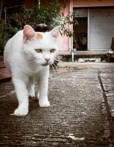 Portrait of white cat sitting outdoors