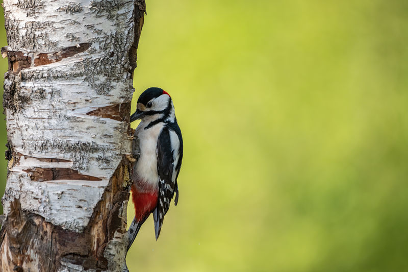 Close-up of bird perching on tree trunk - spotted woodpecker