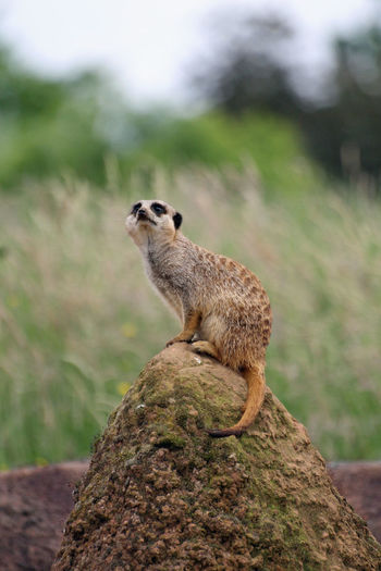 Meerkat sitting on rock against field