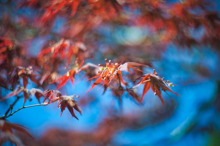 Close-up of orange maple leaves on branch