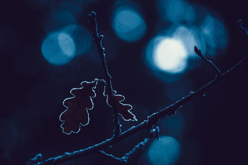 Close-up of frozen plant at night