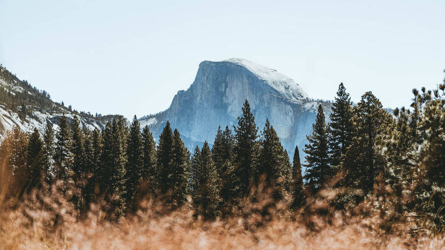 Pine trees on snowcapped mountains against sky