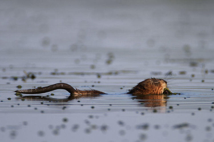 Muskrat swimming on the lake, crna mlaka