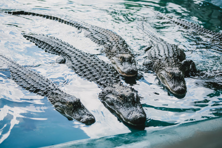 Alligators in water