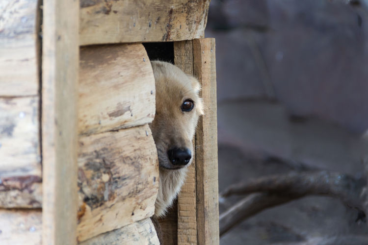 Mongrel dog poking his head out the door of his wooden doghouse