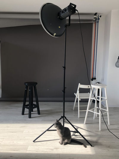 Grey cat sitting at photography studio
