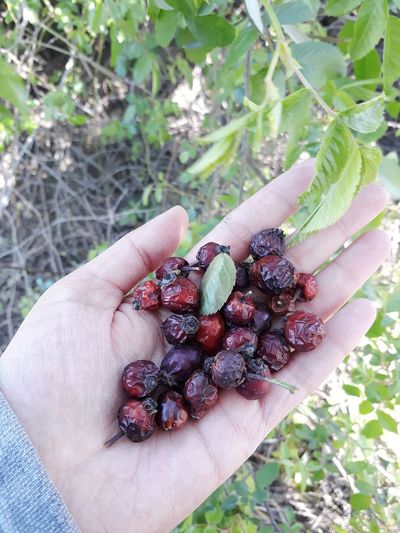 High angle view of hand holding berries