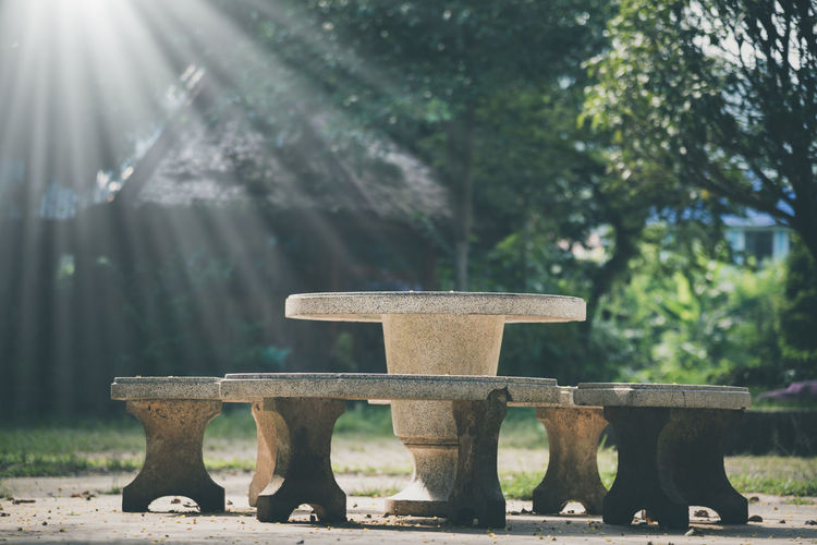 View of bench against trees in park