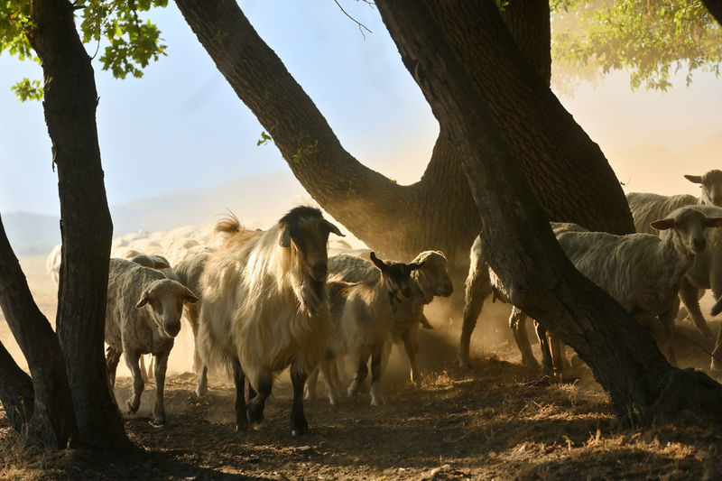 Goats and sheeps on road in greci, romania in summer drought
