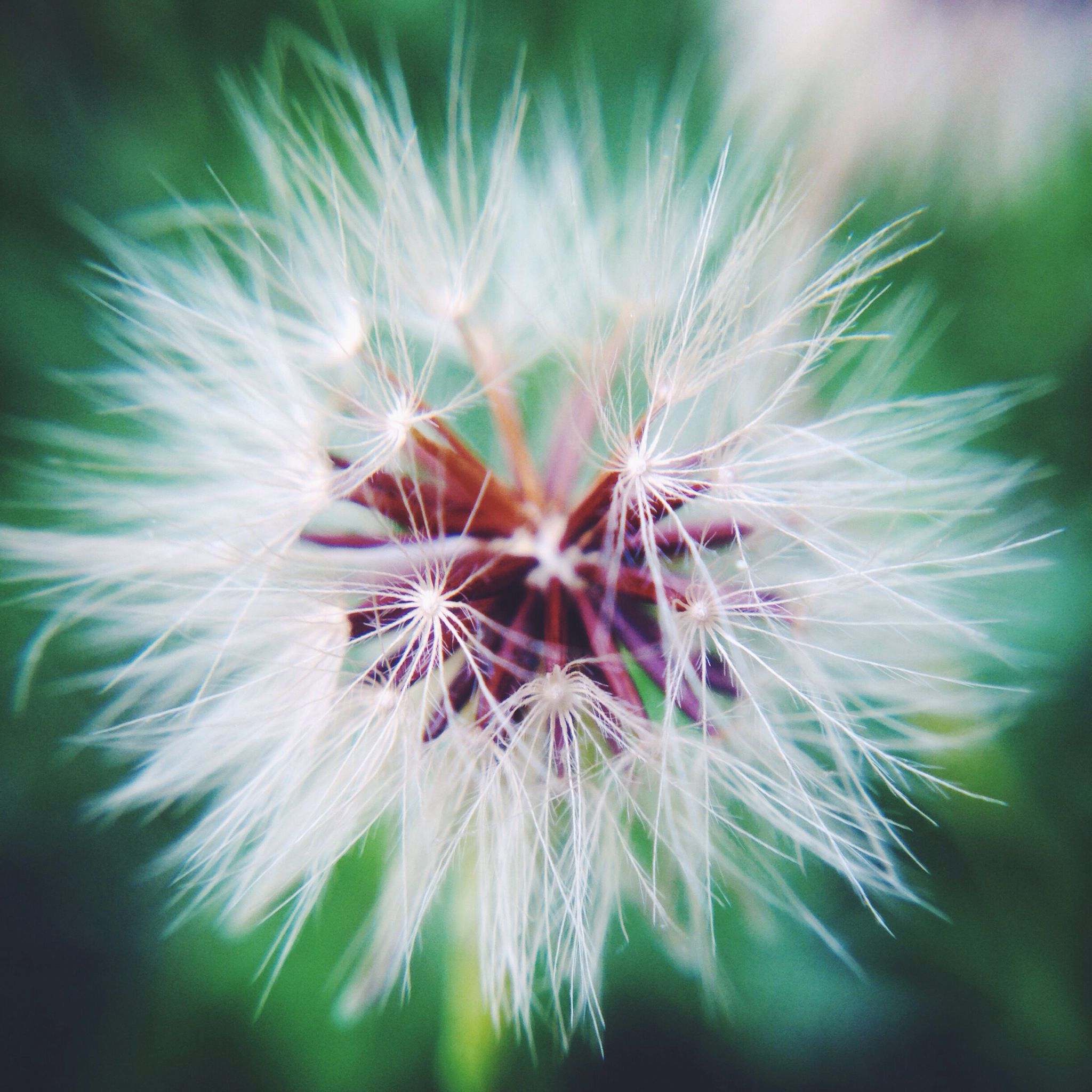 flower, dandelion, fragility, freshness, growth, flower head, close-up, beauty in nature, single flower, nature, focus on foreground, softness, plant, uncultivated, wildflower, white color, selective focus, dandelion seed, day, outdoors