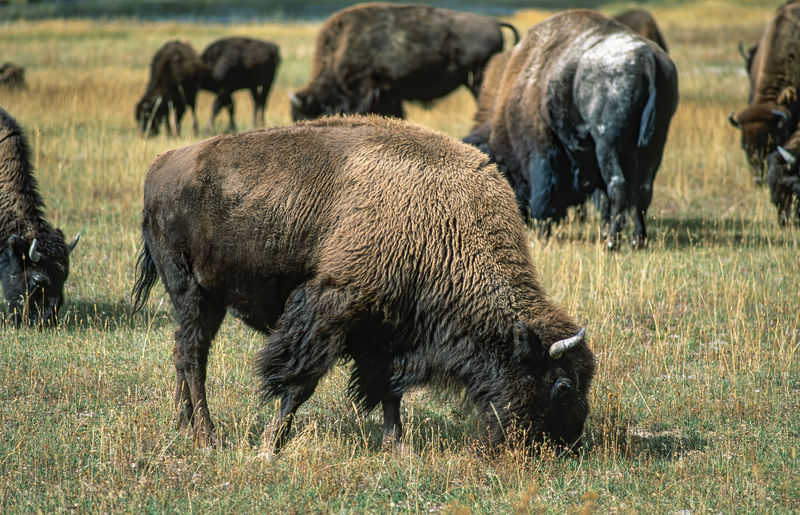 Sheep grazing in a field