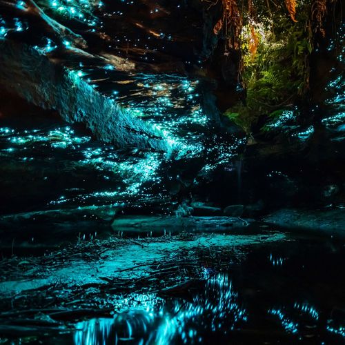 Illuminated trees by river at night