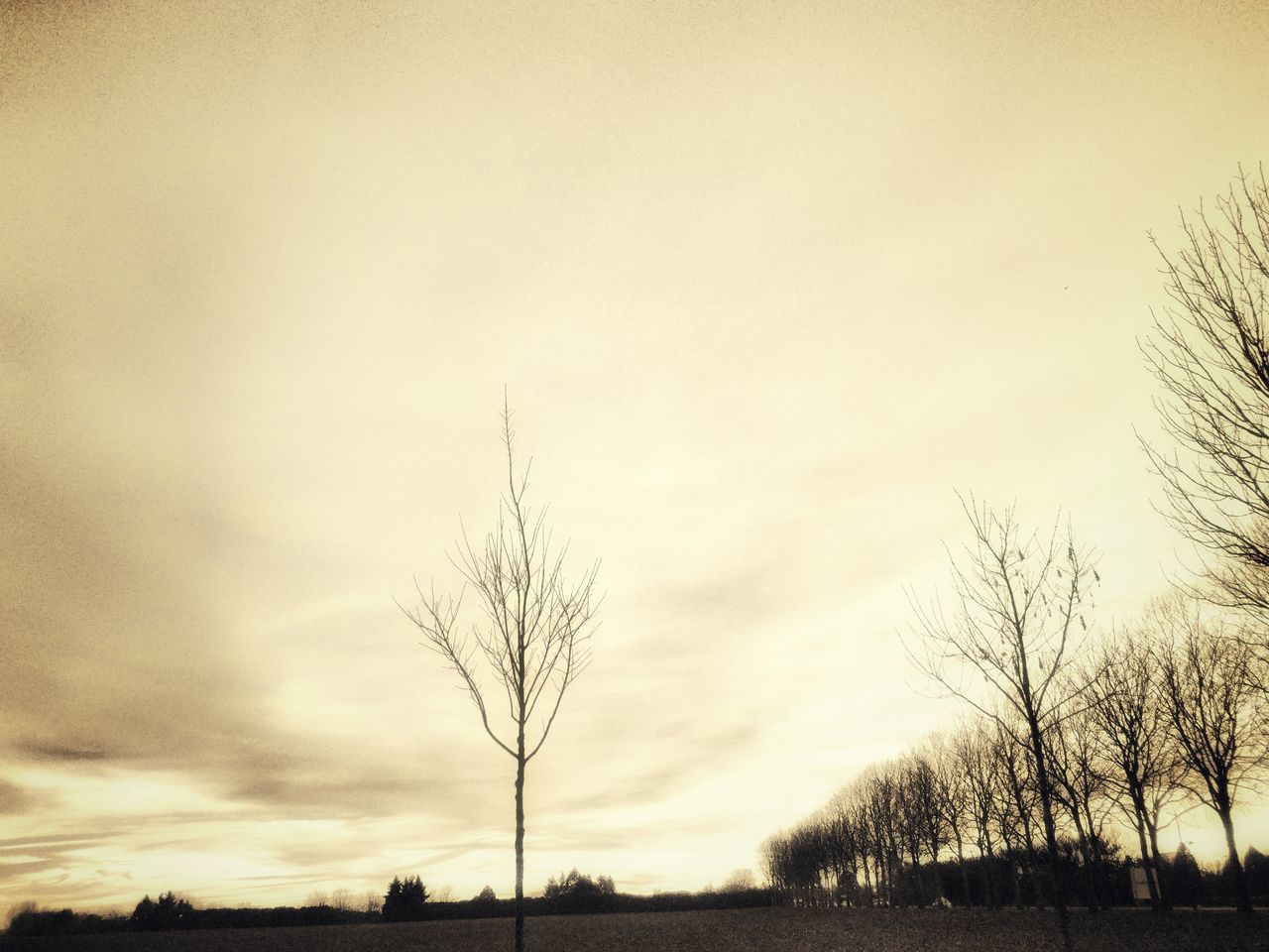 SILHOUETTE BARE TREES ON FIELD AGAINST SKY AT DUSK