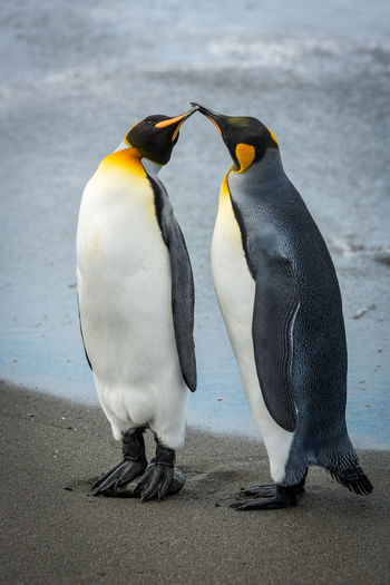 Two king penguins touching bills on beach