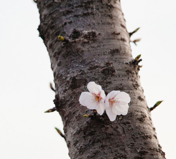 Close-up of white flower on tree trunk