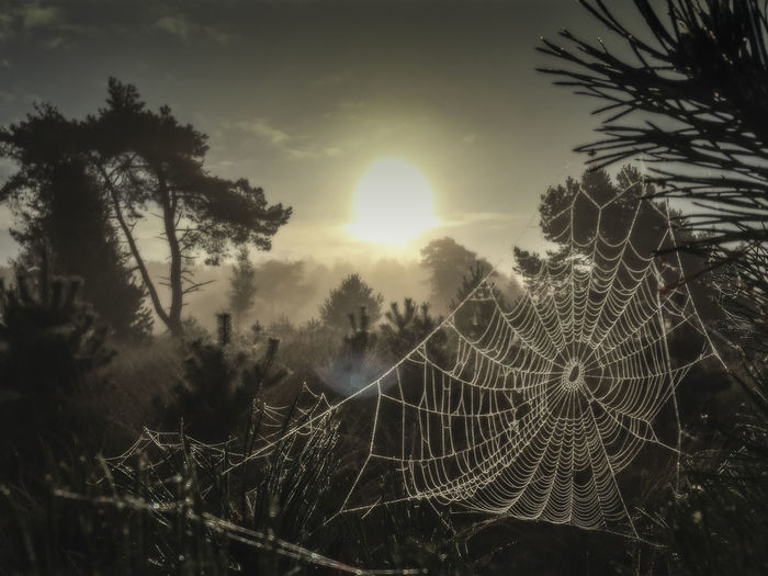 Close-up of spider web against sky during sunset