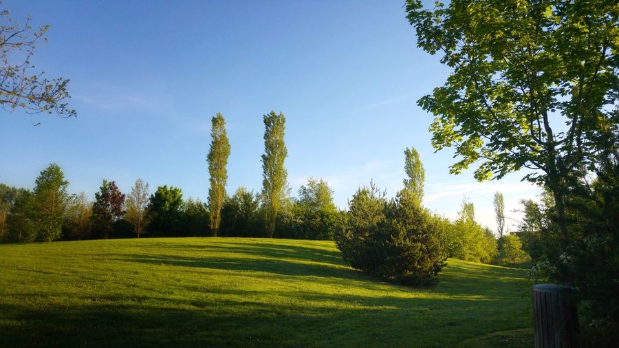 Trees on field against clear sky