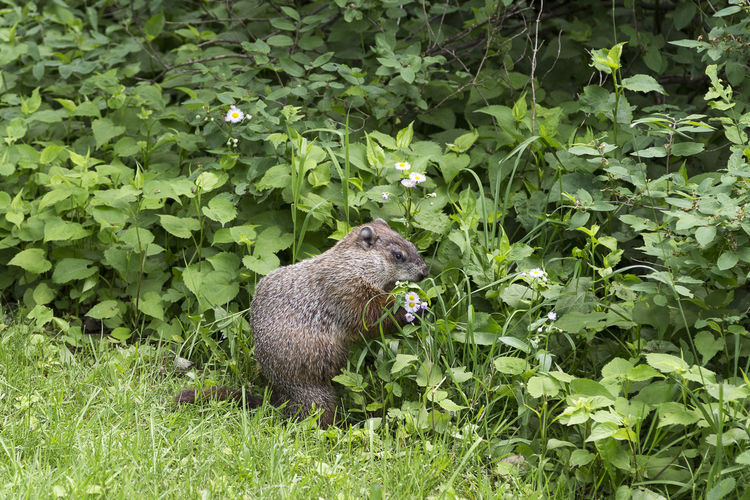Side view of greedy well-fed groundhog eating small wild flowers in the spring