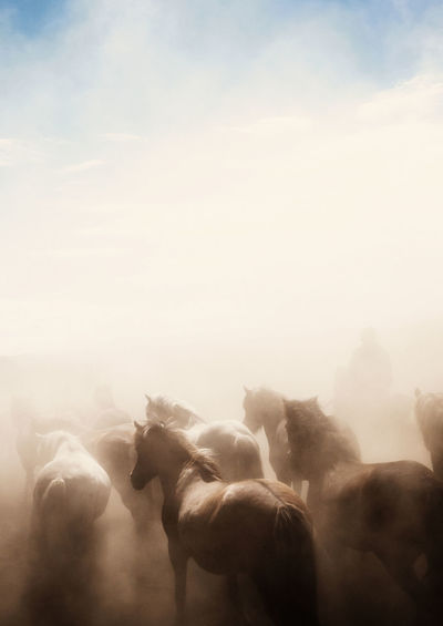 Icelandic horses running in dust