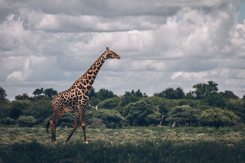 Side view of giraffe standing on field against sky