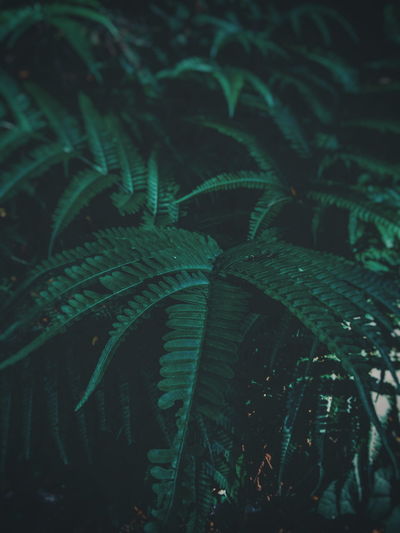 Full frame shot of ferns