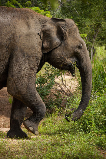 Side view of elephant