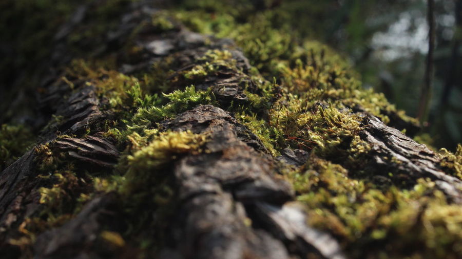 Close-up of moss growing on tree trunk