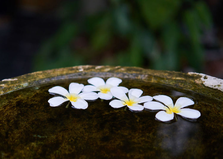 Close-up of white flowers on water