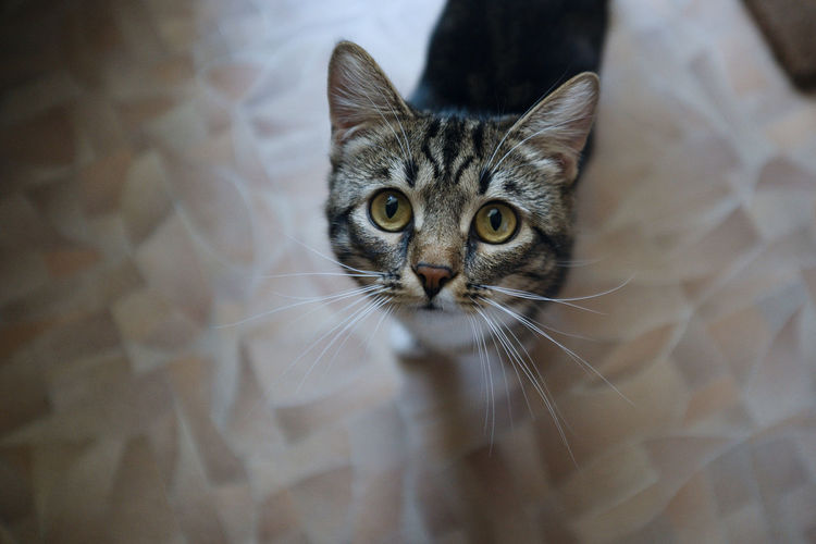 Portrait of cat on floor