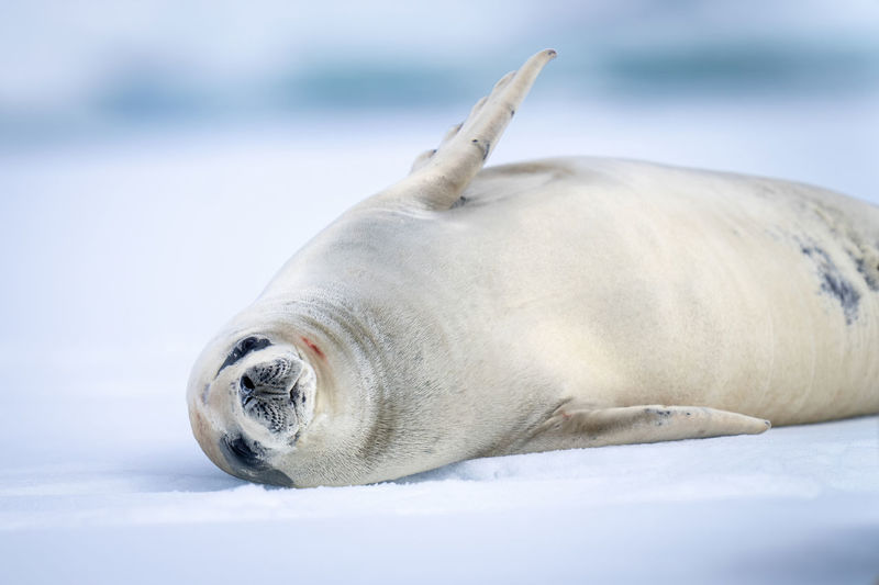 Close-up of seal lying on bed