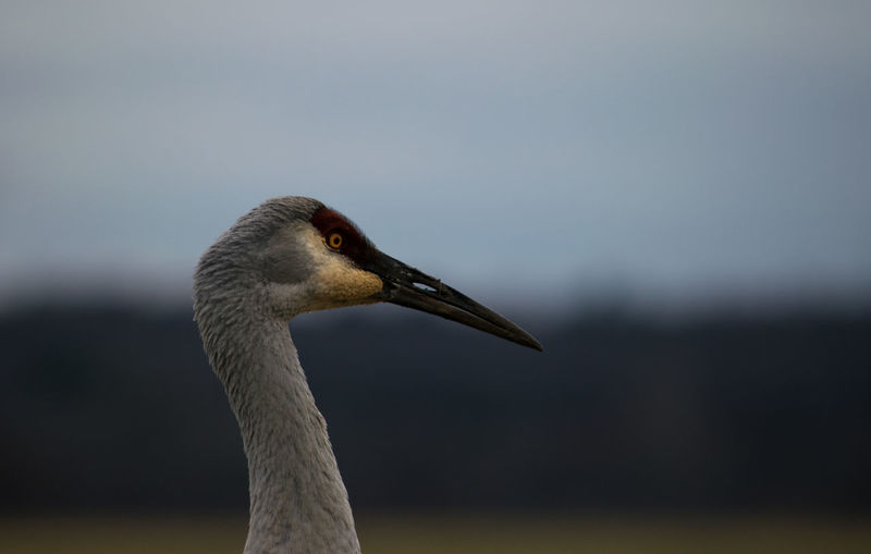 Close-up of heron in lake
