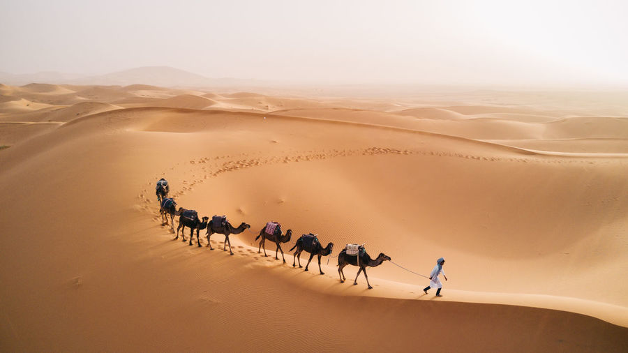 Scenic view of man with camels in desert against clear sky